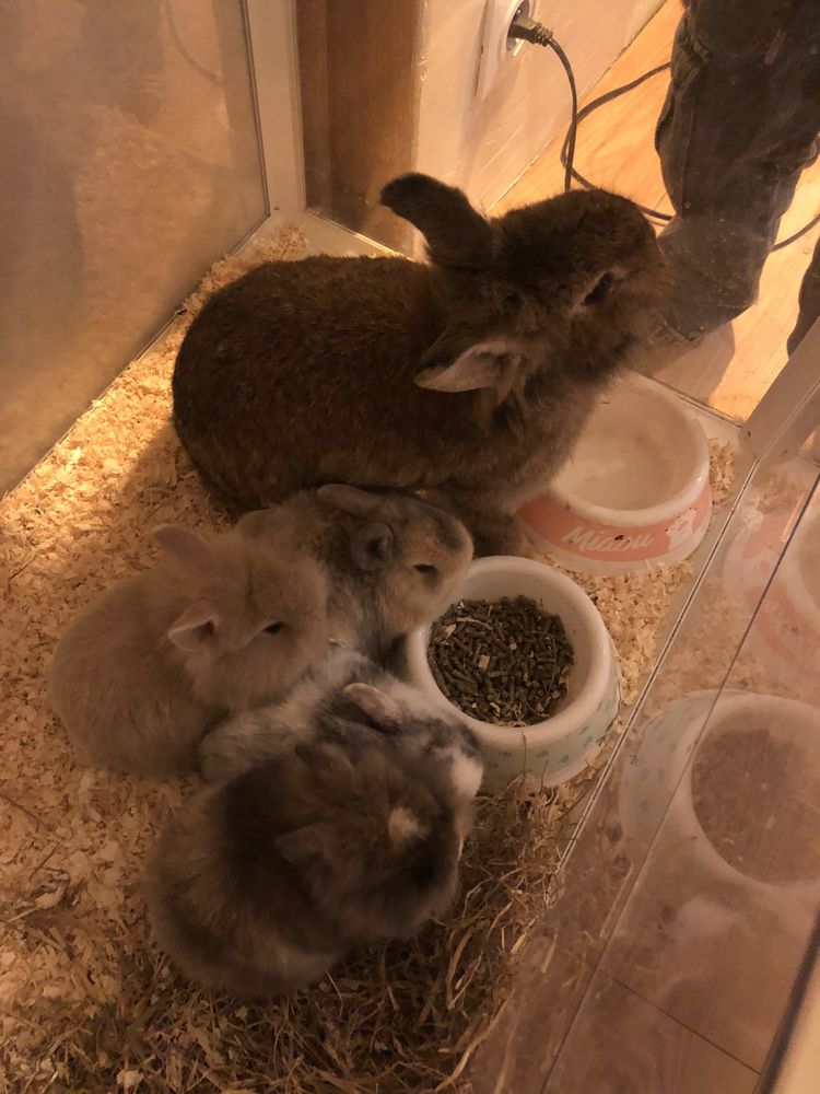 B&eacute;b&eacute; lapin nain 30 91590 Cerny