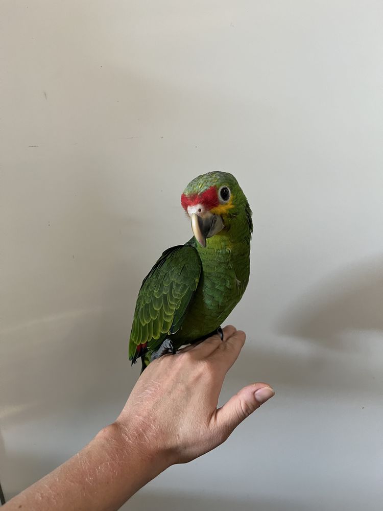 Perroquet amazone &agrave; front rouge EAM 800 57300 Hagondange