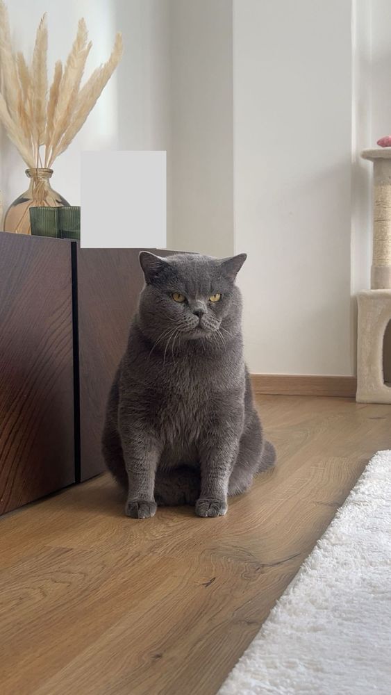 Magnifique British Shorthair m&acirc;le pour saillie 250 68100 Mulhouse