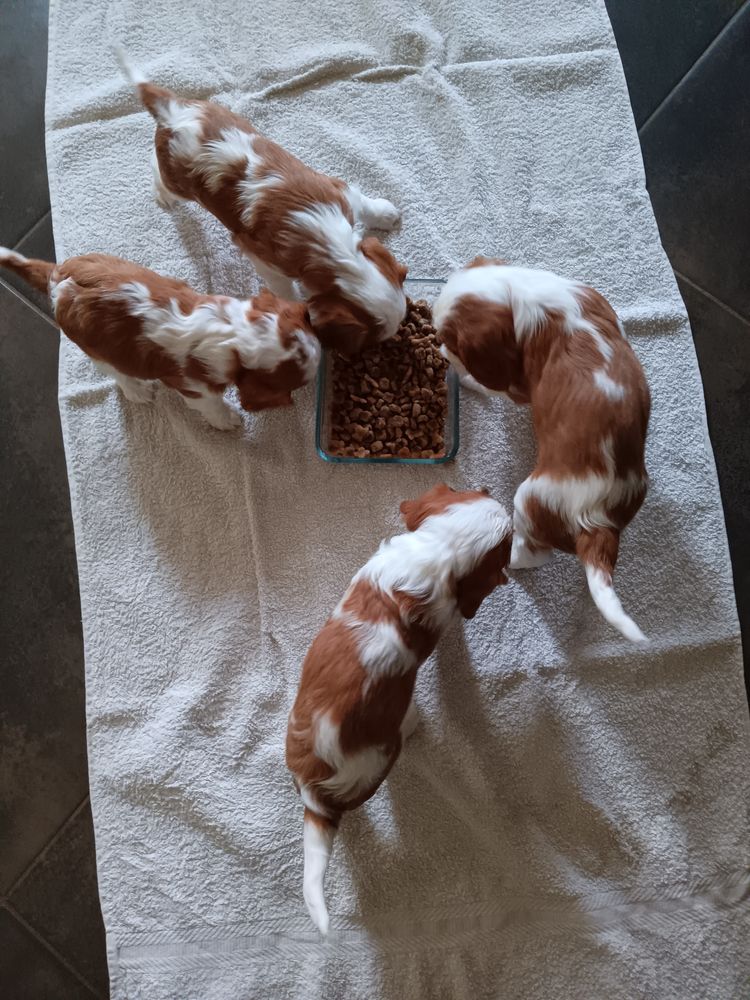 Chiots Cavaliers King Charles  1100 35600 Redon