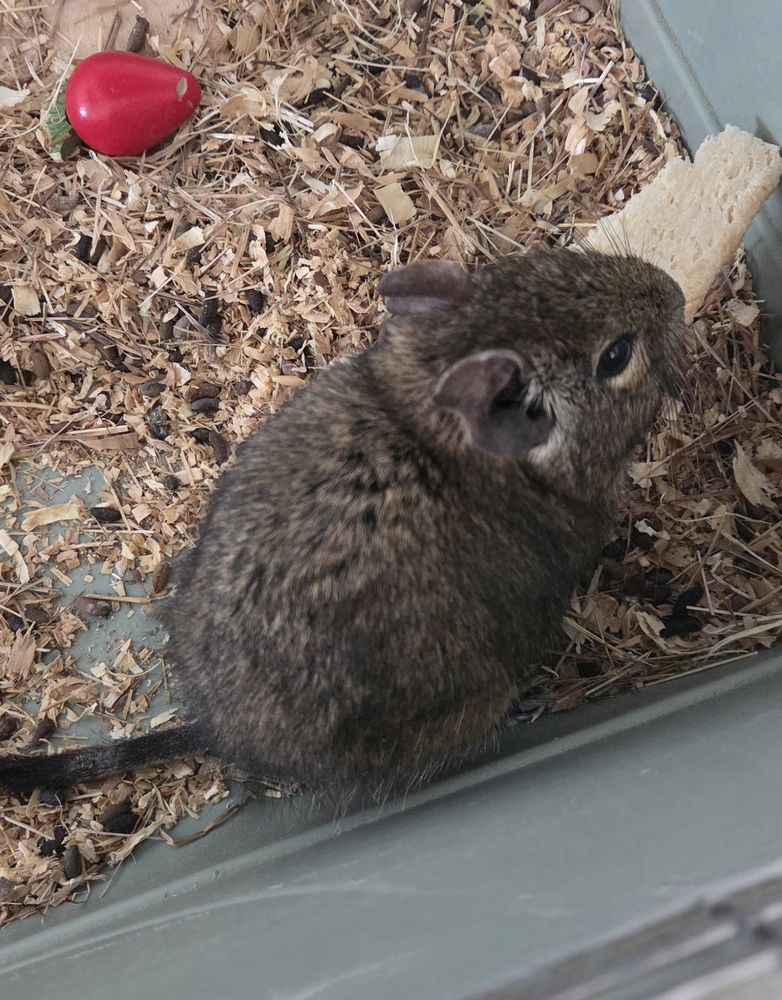 mon octodon &agrave; une personne s&eacute;rieuse et bienveillant 25 52100 Saint-dizier