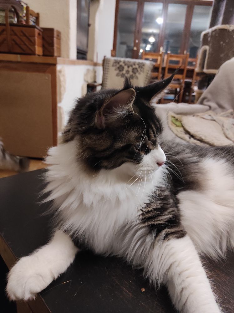 Atlantis des Anges Soyeux, Jeune Maine Coon 800 37130 Langeais