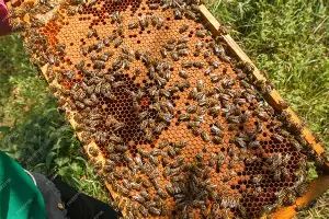 Essaims d'abeilles hivern&eacute;s 140 67310 Scharrachbergheim-irmstett