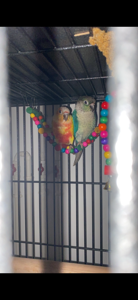 Couple de conure 650 59190 Hazebrouck