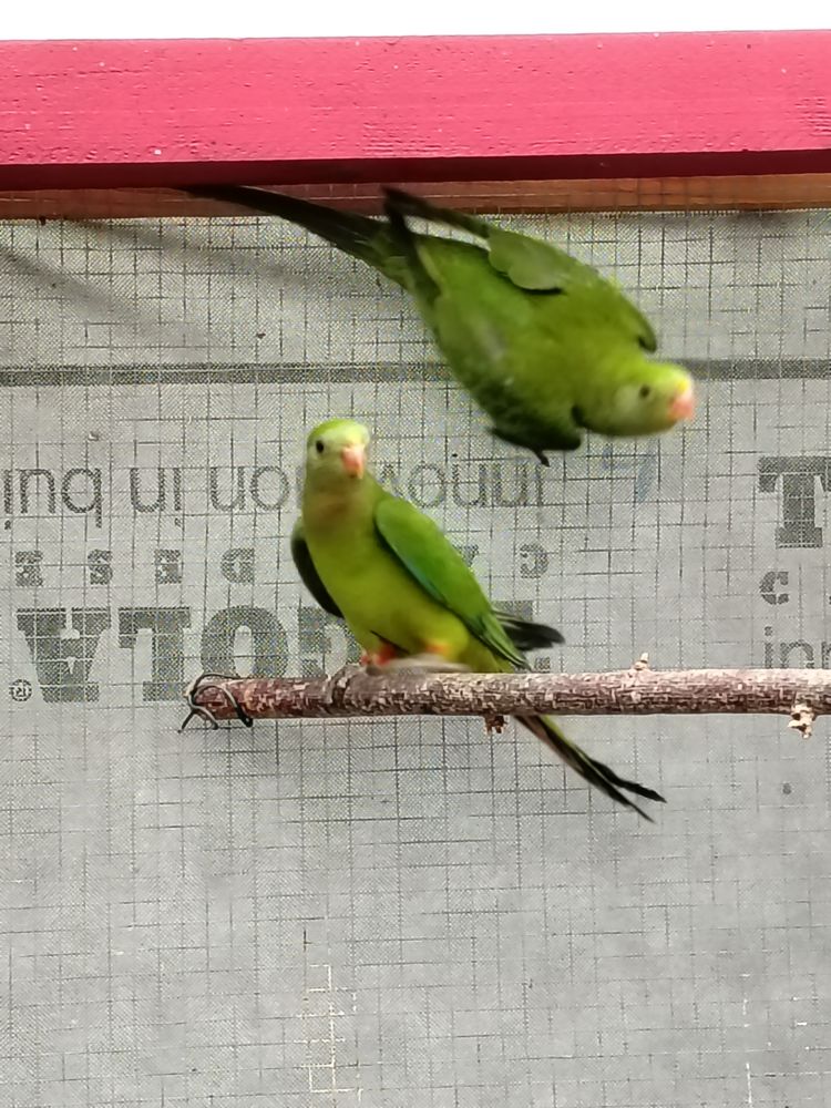 A saisir 2males Barrabands 50 60170 Cambronne-l�s-rib�court