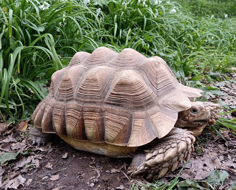 Tortue sillonn&eacute;e (sulcata) m&acirc;le 30 cm 600 35000 Rennes