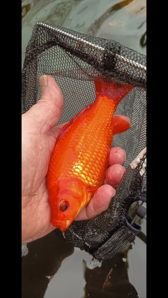 Poissons pour bassins 15 77570 Ch�teau-landon