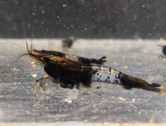 CREVETTES RILI CARBONE BLACK 3 37270 Ath�e-sur-cher