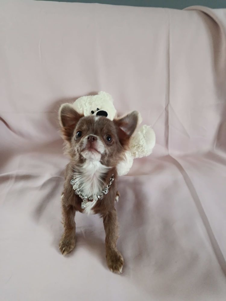 Femelle Chihuahua 1500 38270 Beaurepaire