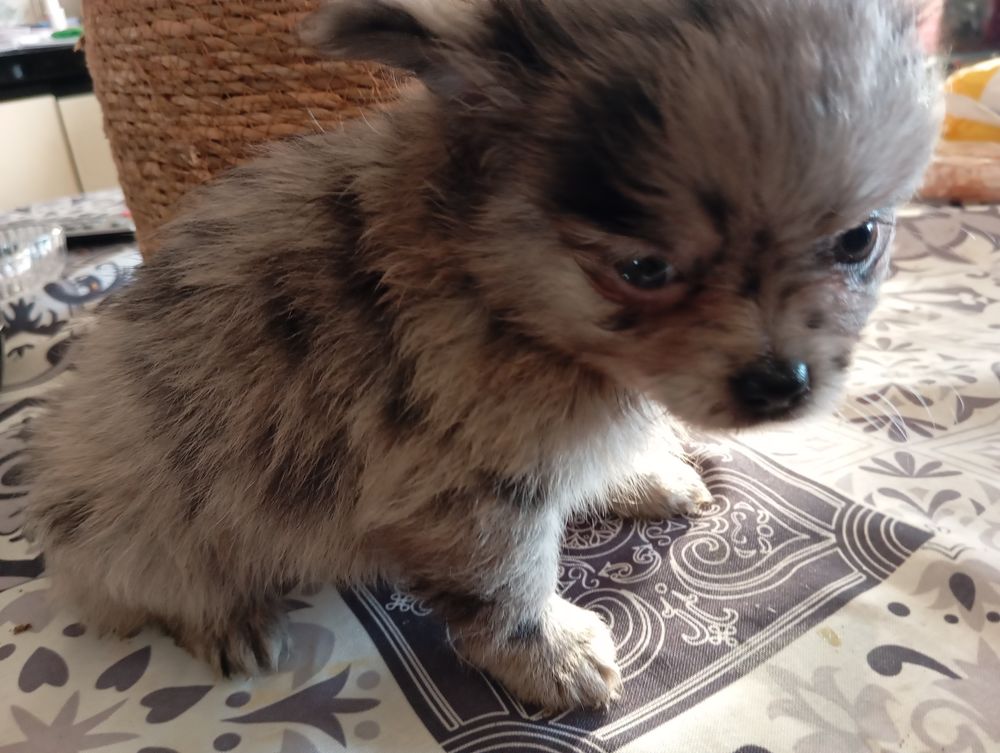 Adorable port&eacute;e de bb Spitz nain Pom&eacute;ranien  m&acirc;les et femell 1500 83920 La motte