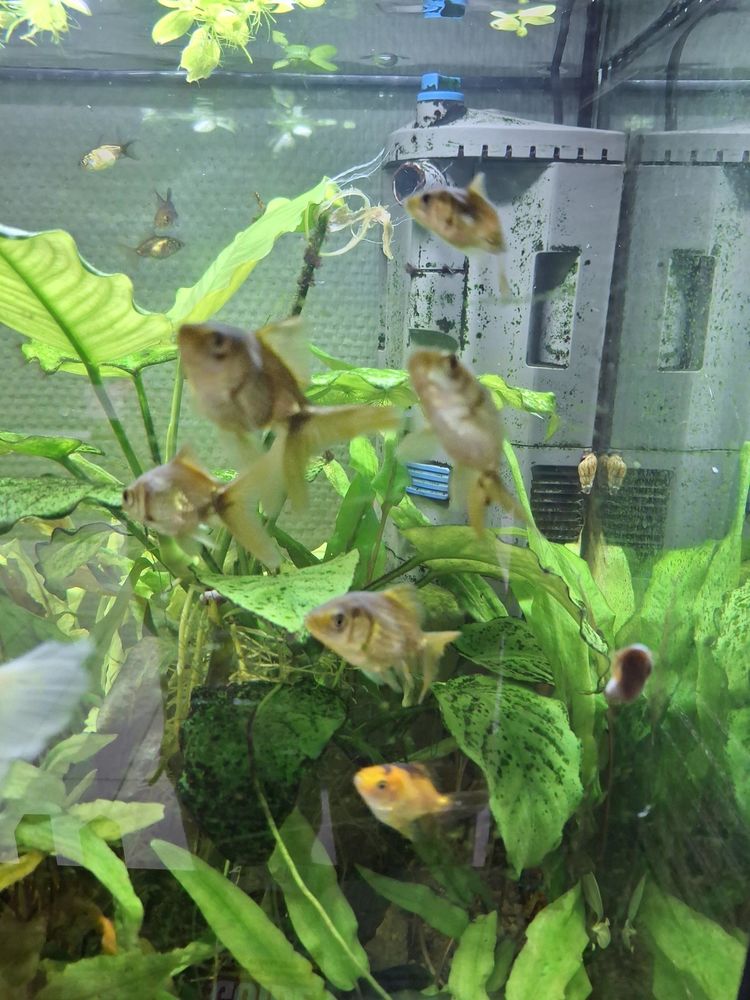 poisson japonais 3 95380 Villeron