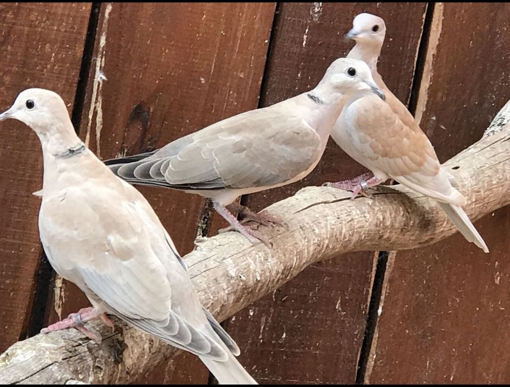 Tourterelles couleurs au choix 10 85470 Brem-sur-mer
