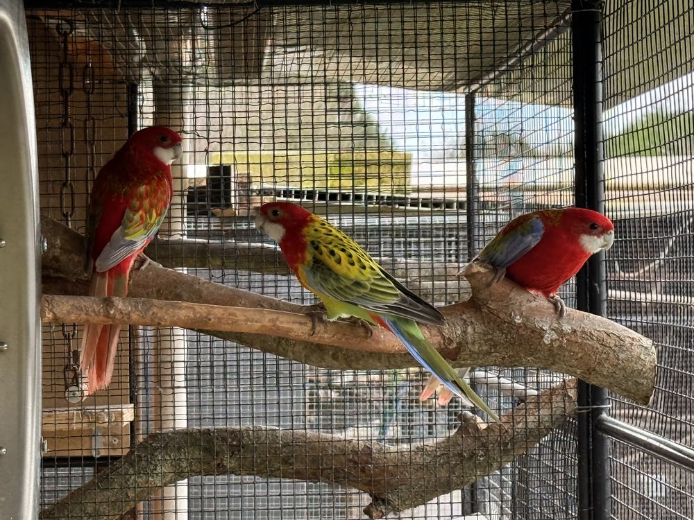 Perruche omnicolore manteau d'or 85 85470 Brem-sur-mer