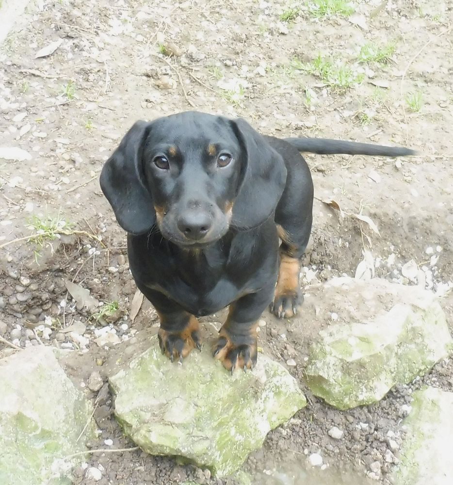 SPLENDIDE Chiot TECKEL Poils ras 1100 82000 Montauban