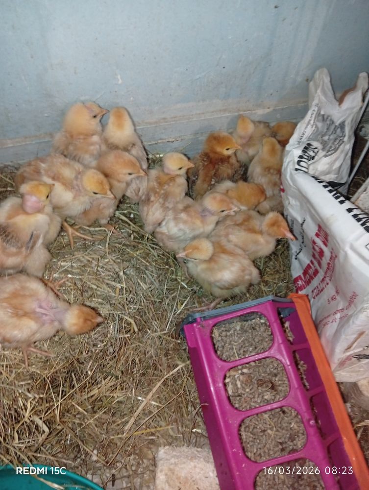 Poulets  donne des poussins  futur poules pondeuses rousse 0 93800 �pinay-sur-seine