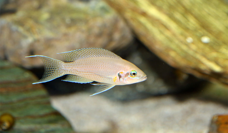 de cichlid&eacute; africain 8 95520 Osny