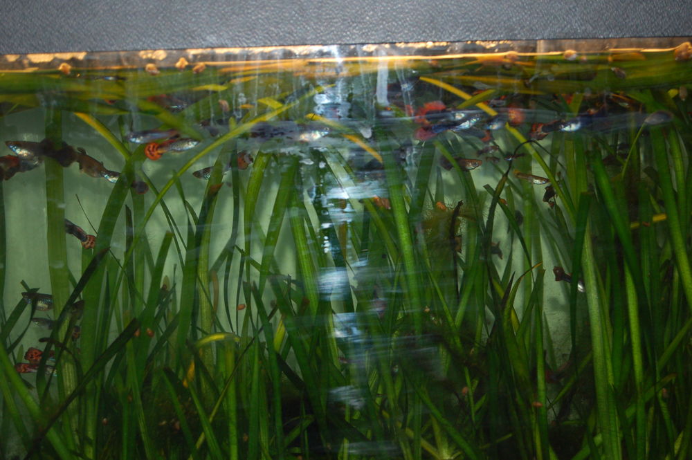 Poissons GUPPY 1 17100 La chapelle-des-pots