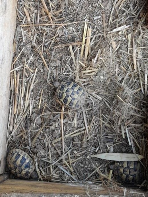 Eleveur capacitaire de tortues d'hermann 160 89000 Auxerre