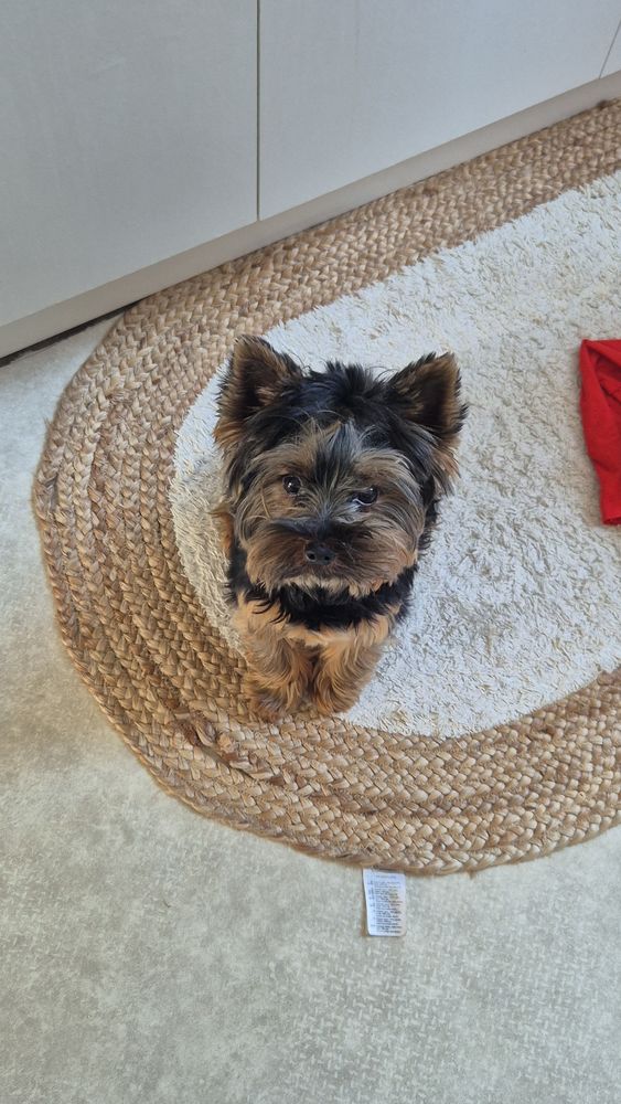 Saillie yorkshire  300 10100 G�lannes