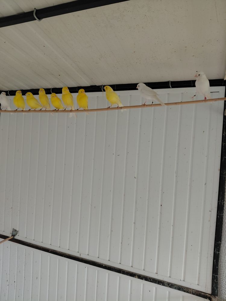 Canaris couleurs 15 40140 Soustons