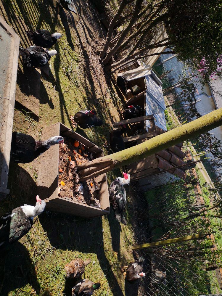  canard de Barbarie 45 38270 Beaurepaire