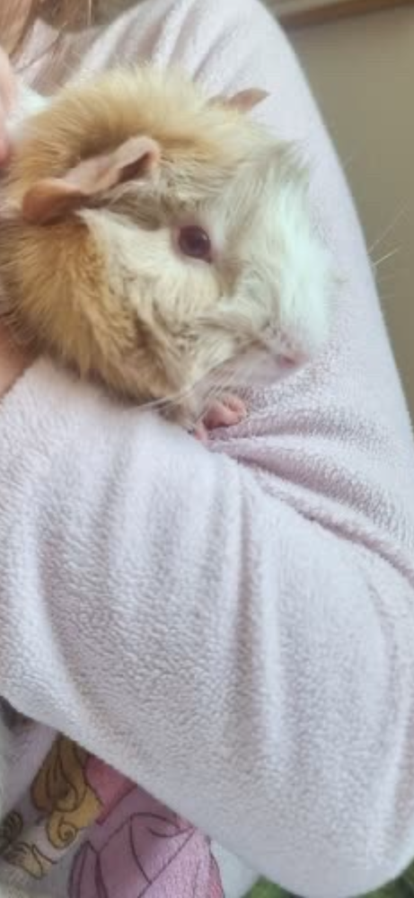 cochon dinde 0 76410 Tourville-la-rivi�re