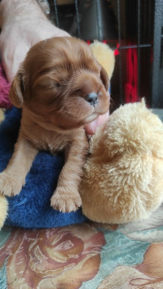 4 chiots cavalier King Charles ruby &agrave; vendre 1500 53350 Fontaine-couverte