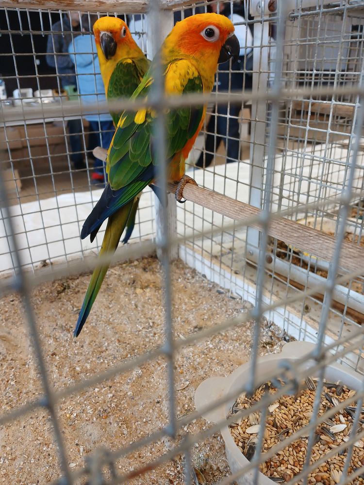 Perruche conure SOLEIL 250 79400 Azay-le-br�l�