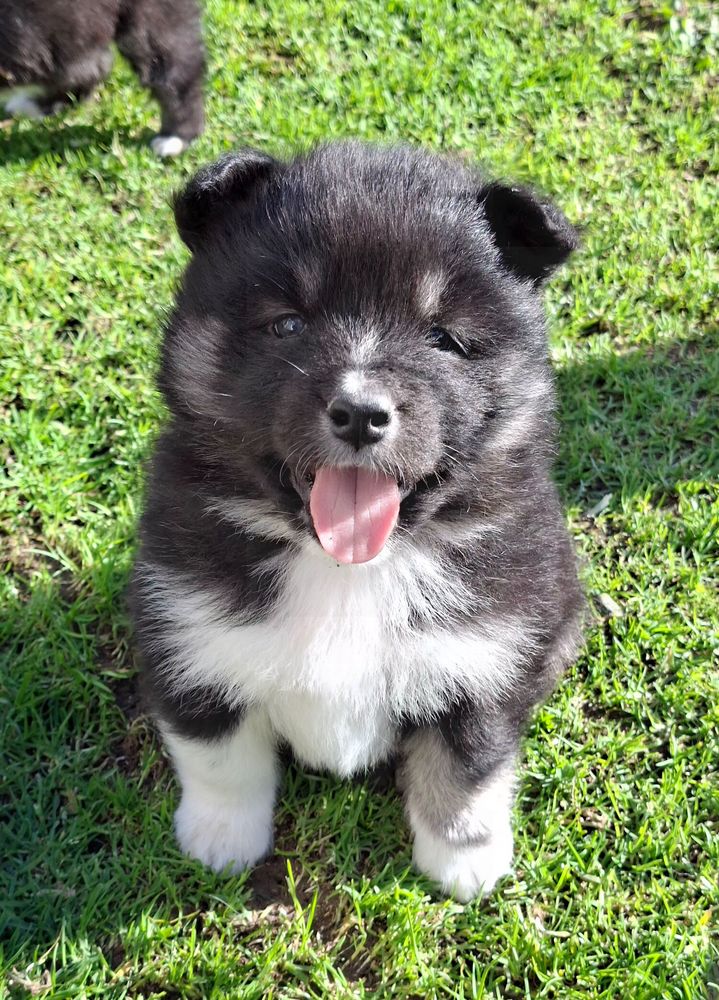 Chiots FINNOIS DE LAPONIE 1500 57140 Plesnois