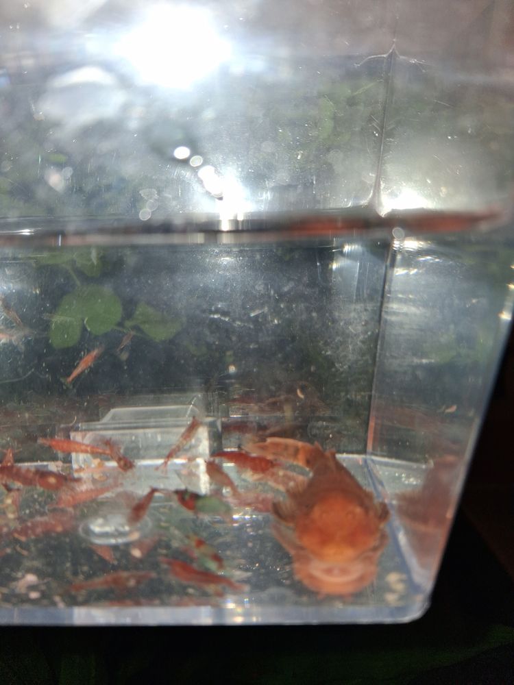 ancistrus rouges 2 72400 La fert�-bernard