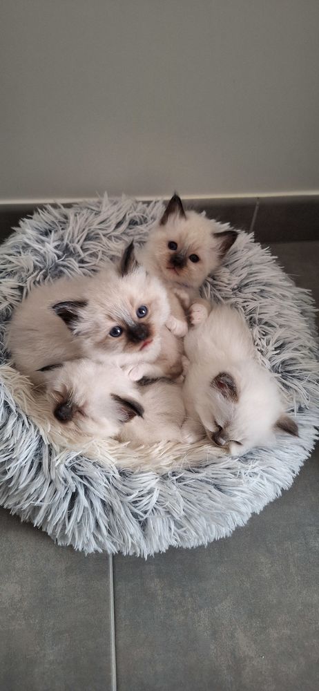 1 &egrave;re port&eacute;e 2026
Sacr&eacute;s de birmanie - ch&acirc;tons 1000 56500 Locmin�