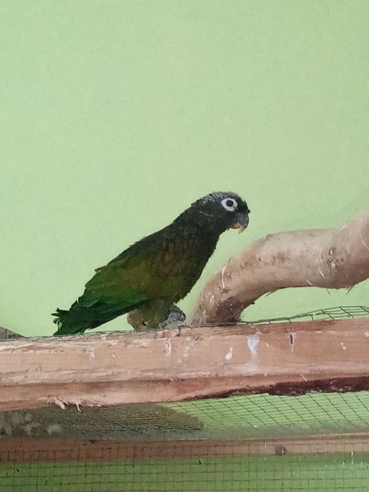 Pionus Maximilien - Pionus maximiliani - femelle bagu&eacute;e 2008 250 38110 Dolomieu