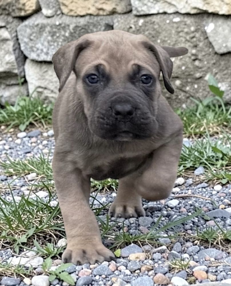 Chiots cane corso LOF 1400 24200 Sarlat-la-can�da