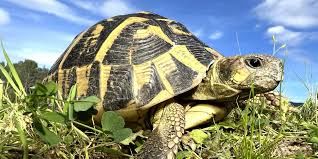 tortue m&acirc;le adulte 0 66150 Arles-sur-tech