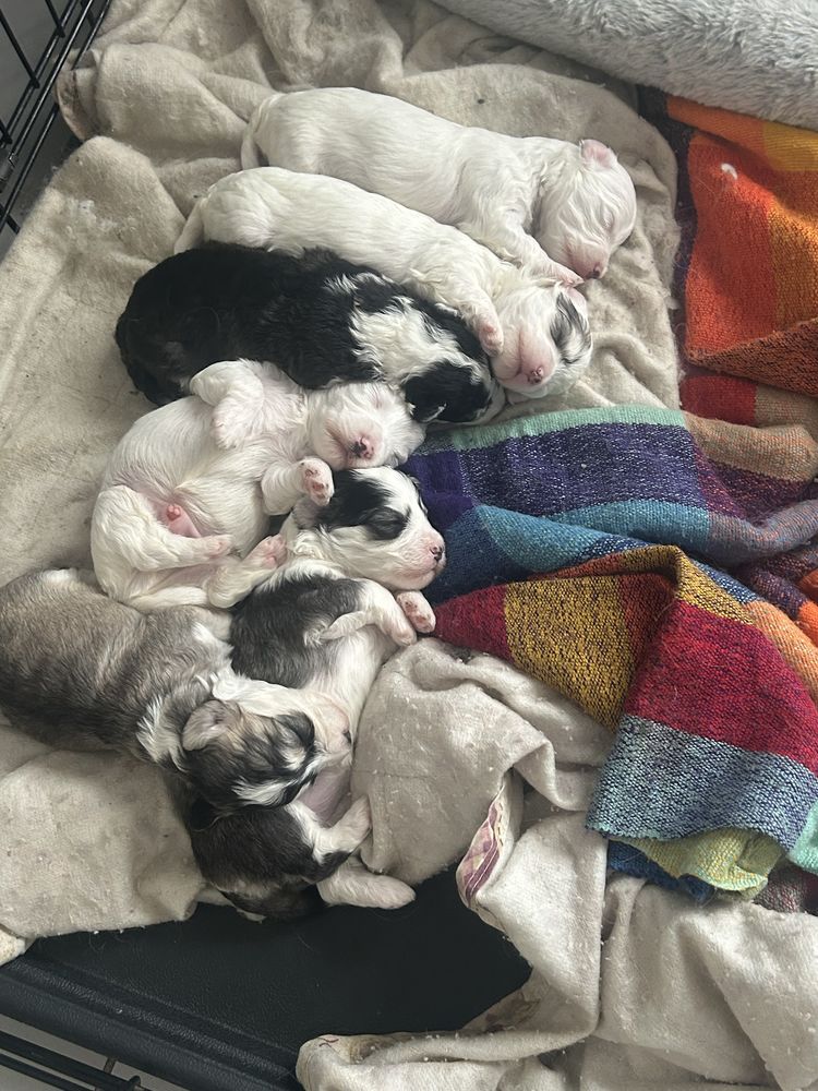 Bichons maltais 1300 31150 Gagnac-sur-garonne