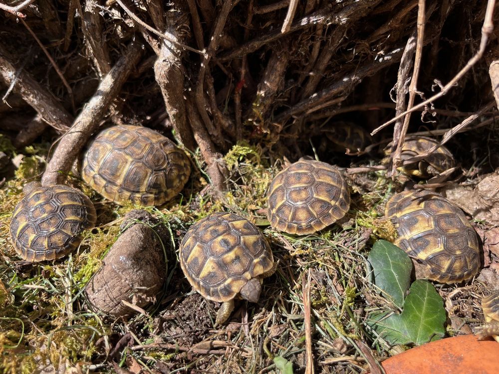Tortues terrestres juveniles 2025 (Charente Maritime) 90 17200 Royan
