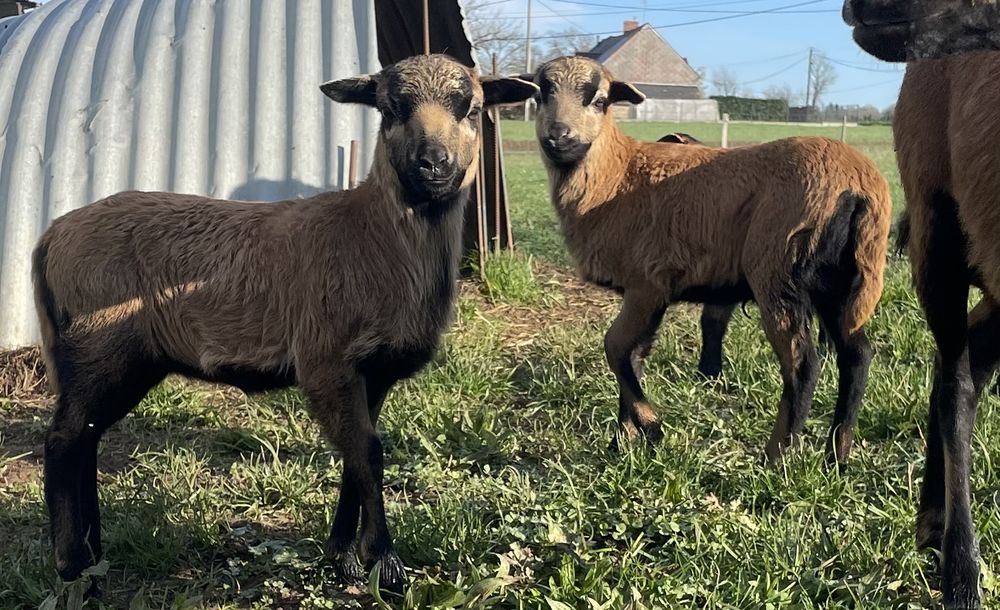 Moutons du Cameroun 250 44110 Ch�teaubriant