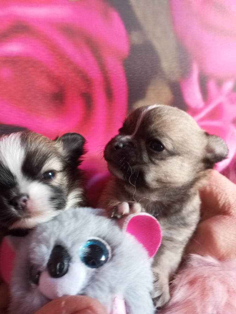 Chihuahua tout petit gabarit (facilit&eacute; de paiement en 4 fois 1000 60130 Saint-just-en-chauss�e