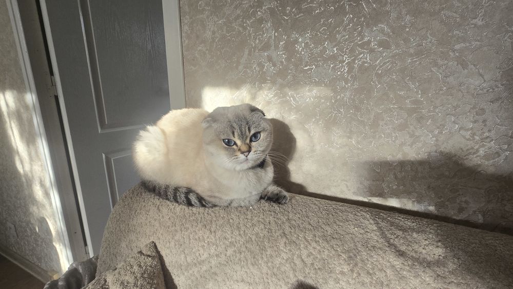 Bonjour  je  perdu  mon  chat  Lia  depuis 28.12.2025 0 91700 Sainte-genevi�ve-des-bois