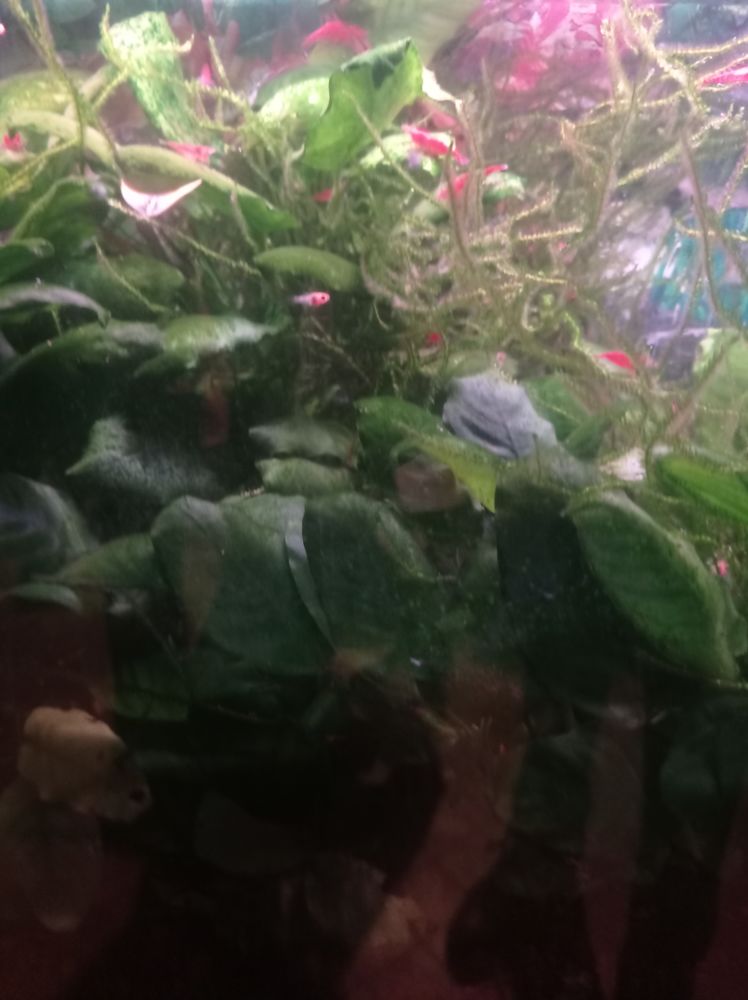 Crevettes 2 44330 Vallet