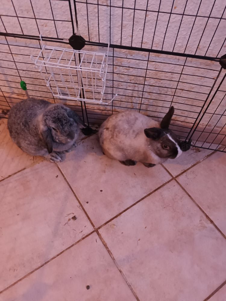  lapins nains. 2 femelles et 1 m&acirc;le. 0 71460 Saint-gengoux-le-national