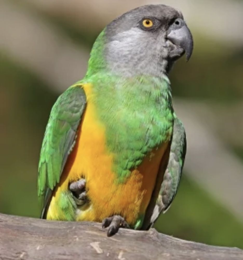 Recherche oiseau eam ou petit pour sevrage &eacute;lever main 0 18000 Bourges