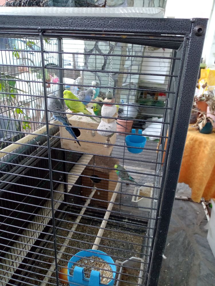 perruche ondule 8 85550 La barre-de-monts