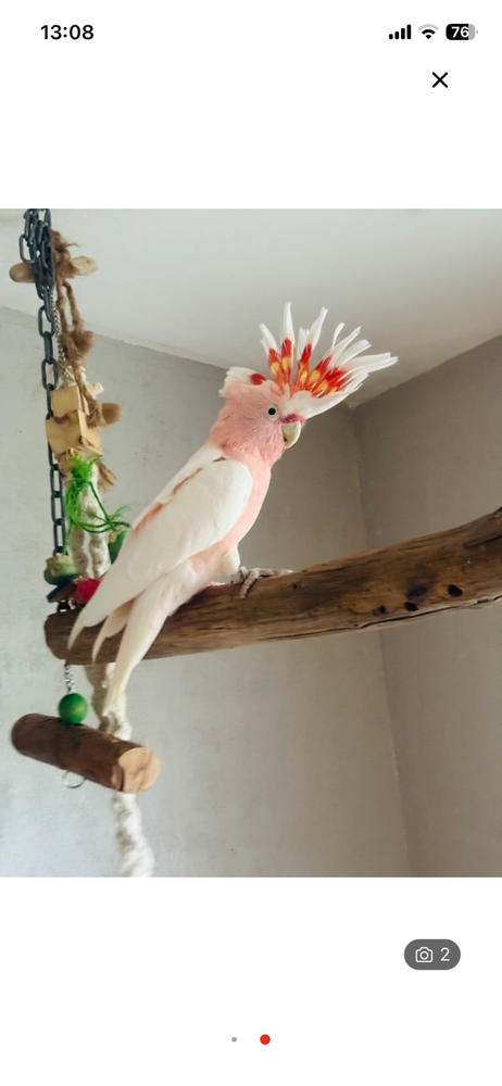 male cacatoes leadbeater 20 ans 990 49610 Juign�-sur-loire