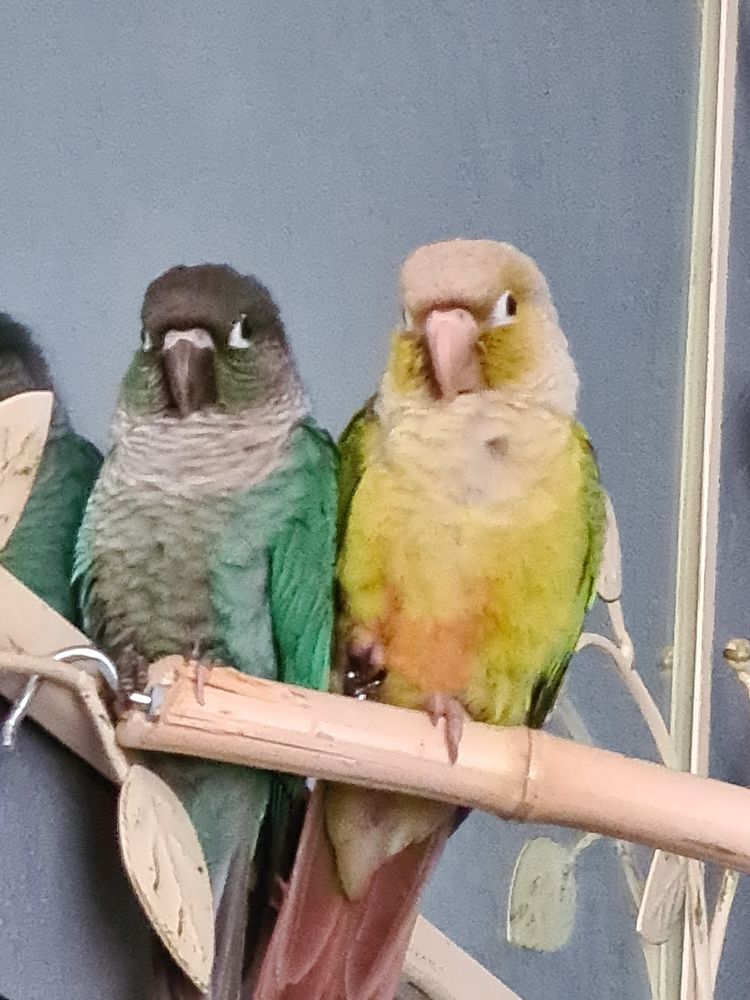 Couple conure 250 34290 Coulobres