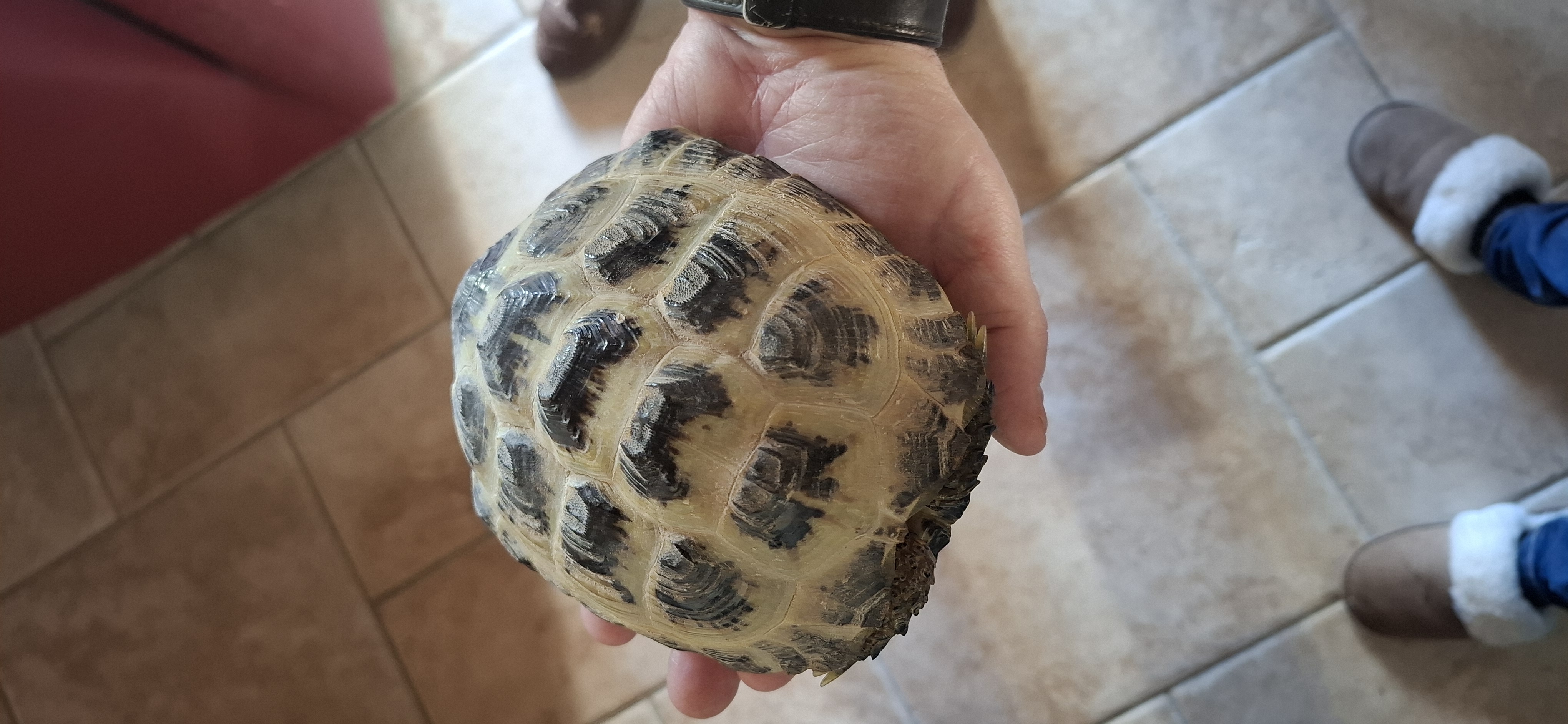 Tortue des steppes 400 85130 La verrie