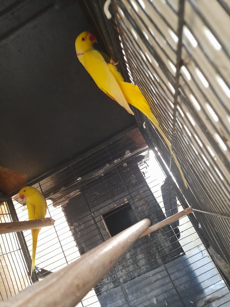 Peruche a collier 200 93440 Dugny