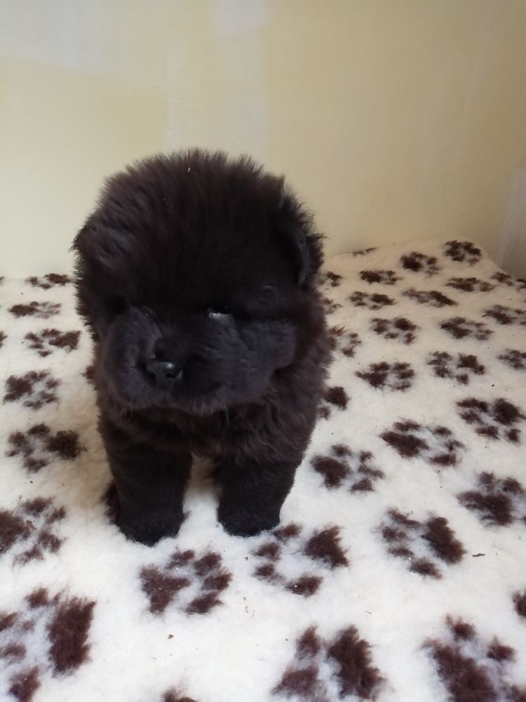 A r&eacute;server chiots chow chow  1600 19700 Saint-cl�ment