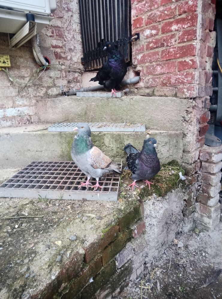 Pigeons ornement 
10 62000 Arras