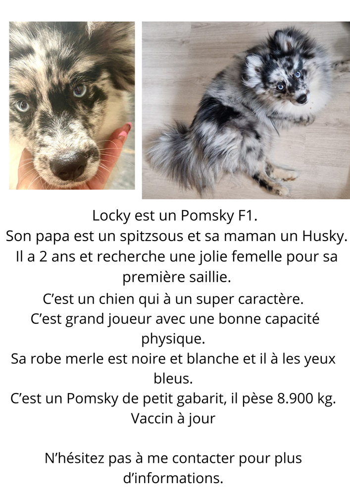 saillie chien pomsky 900 34110 Vic-la-gardiole